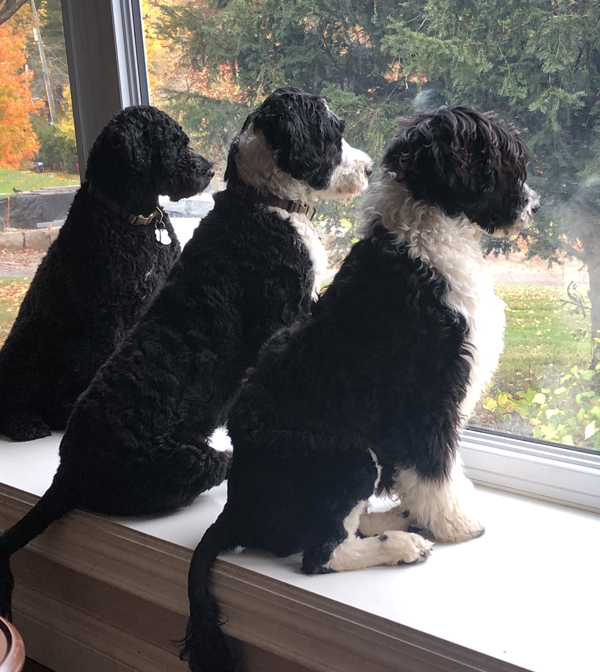 Portuguese Water Dog Neighborhood Watch at Endless River PWD